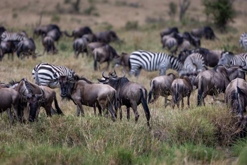 3-Day Amboseli and Tsavo West from Nairobi