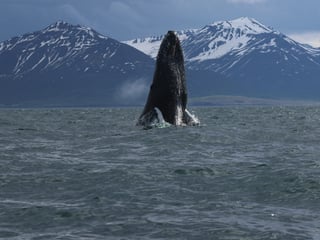 Express Whale Watching From Dalvík, photo 14
