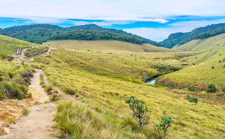 Horton Plains and Tea Estate Day Trip in Nuwara Eliya