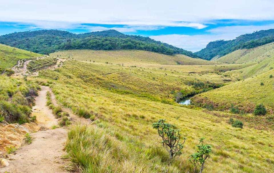 Horton Plains and Tea Estate Day Trip in Nuwara Eliya