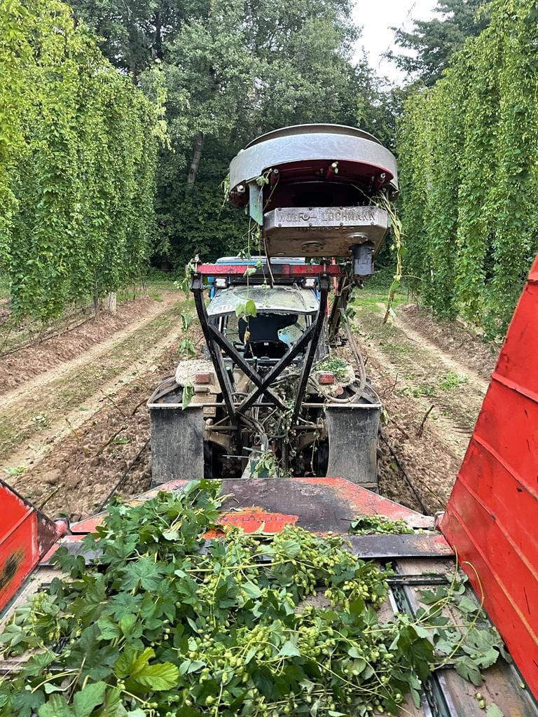 Traktor mit Abreißgerät zur Hopfenernte 