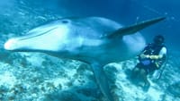 Buceo con Delfines en Cozumel 10