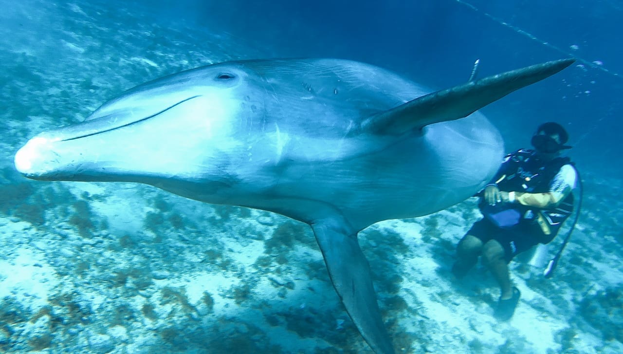 Buceo con Delfines en Cozumel 10