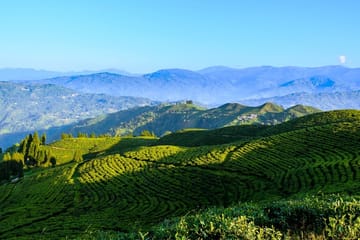 3-Days Eastern Paradise Ilam Tour from Kathmandu