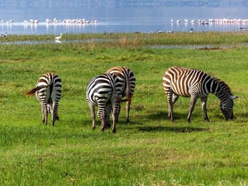 Lake Nakuru Flamingo 4X4 Safari