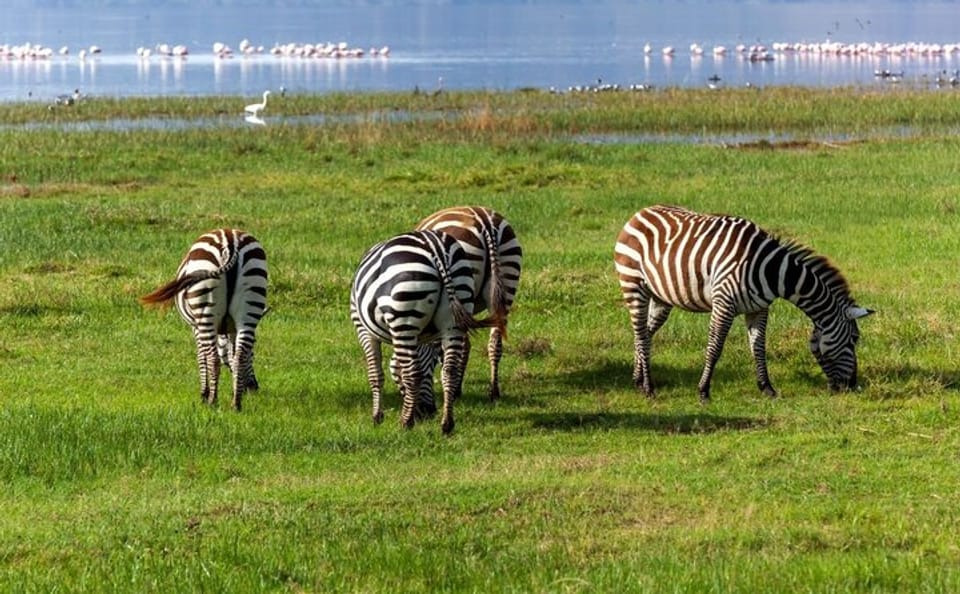 Lake Nakuru Flamingo 4X4 Safari