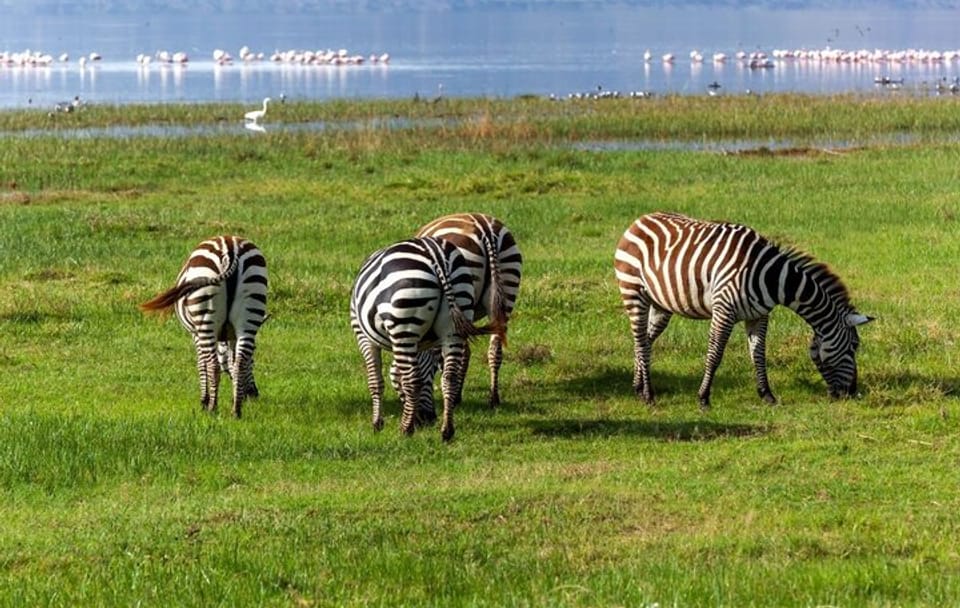 Lake Nakuru Flamingo 4X4 Safari