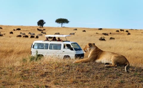 Nairobi National Park Half-Day Wildlife Tour from Nairobi