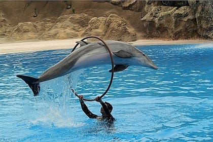 Dolphin Show Experience at Dolphin View in Sharm El Sheikh