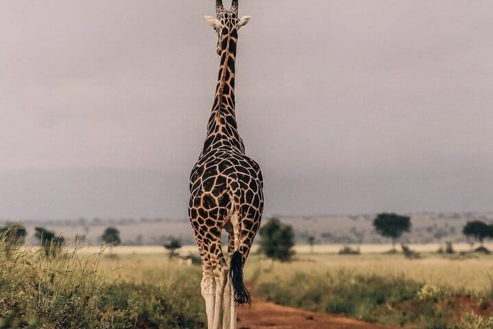 4-Day Birding in Murchison Falls National Park