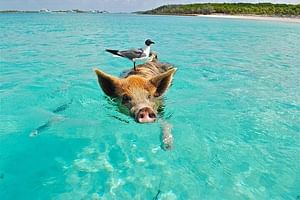 Koh Tan & Koh Madsum (Pig Island) by Private Longtail Boat