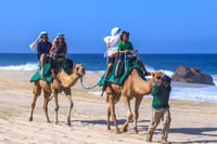 Cabo Camel Ride Experience 1