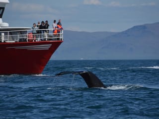 Classic Whales & Viking Horses, photo 9