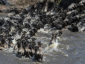 4 Days wildebeest lake nakuru masai mara safari