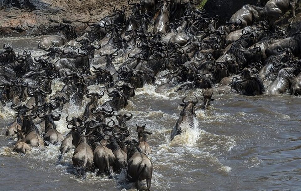 4 Days wildebeest lake nakuru masai mara safari