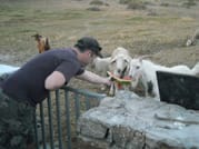 Visit the Farm - Enjoy Animals and Nature in Mykonos 1