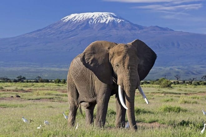 Amboseli safari