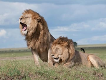 Sunset Safari to Big 5 Game Reserve from Cape Town