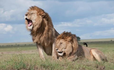 Sunset Safari to Big 5 Game Reserve from Cape Town