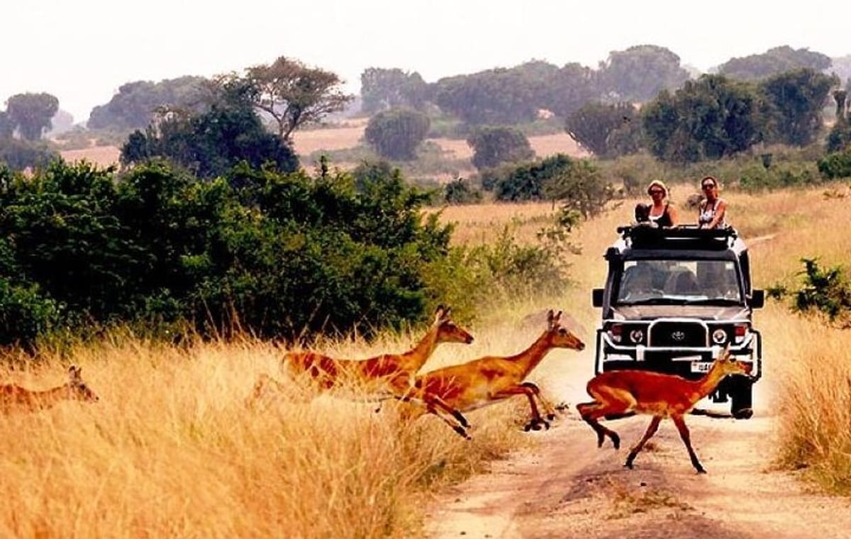 10-Day African Safari in Uganda from Kampala