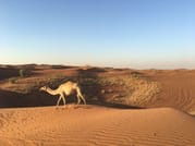 Dubai Desert Safari And Barbecue Dinner  8