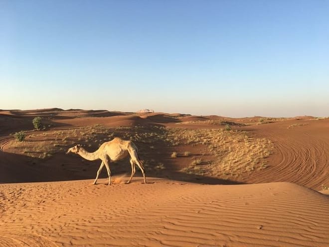 Dubai Desert Safari And Barbecue Dinner  8