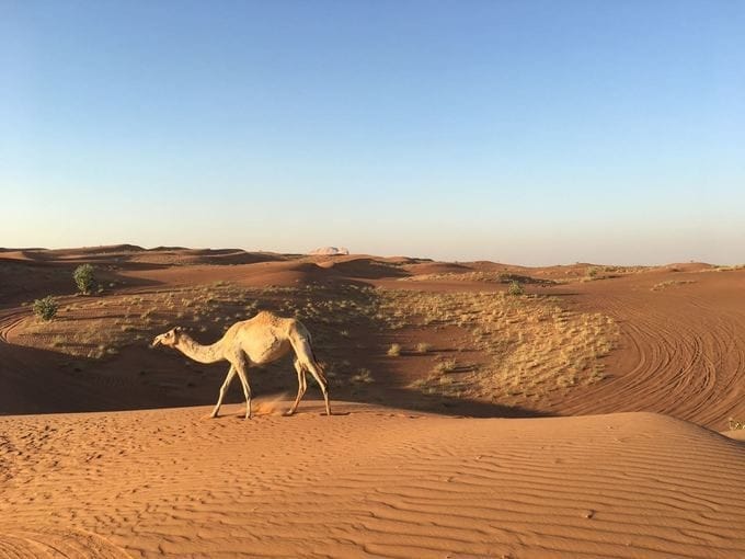 Dubai Desert Safari And Barbecue Dinner  8
