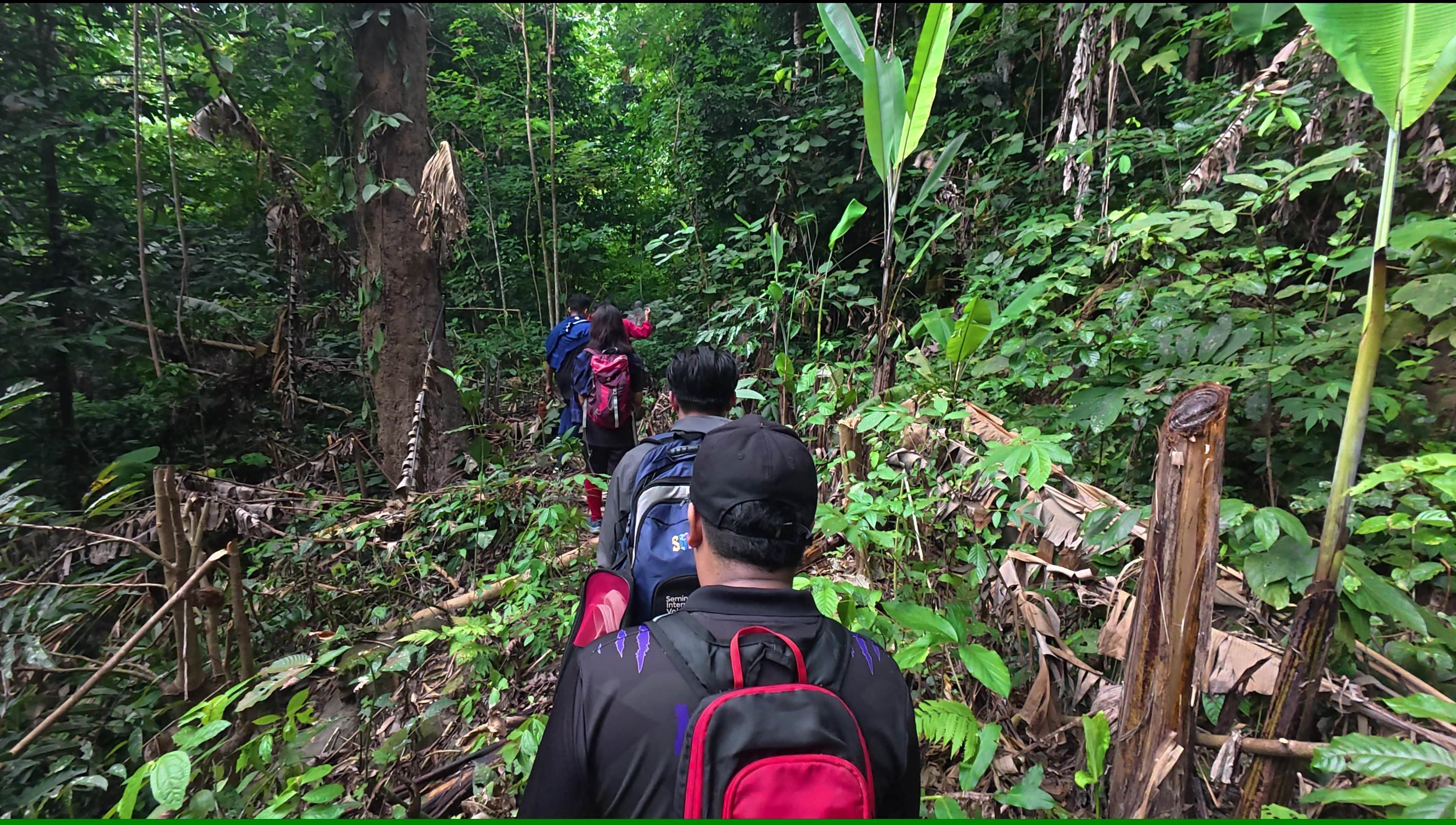 A serene jungle stream flows between large trees with exposed root systems in a lush Malaysian rainforest.