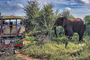  Unique Safari Game Drives in Zambezi National Park, 4 Options