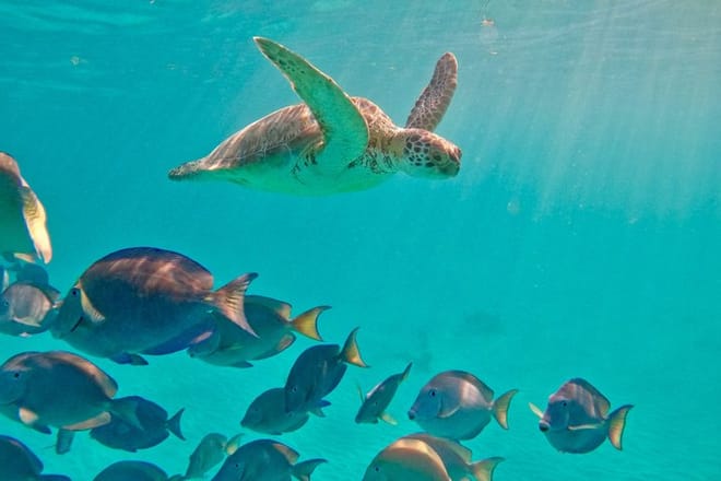 Santuario de tortugas Akumal Snorkel Experiencia marina