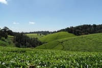 Private Day Trip to Kiambethu Tea Farm in Limuru from Nairobi 9