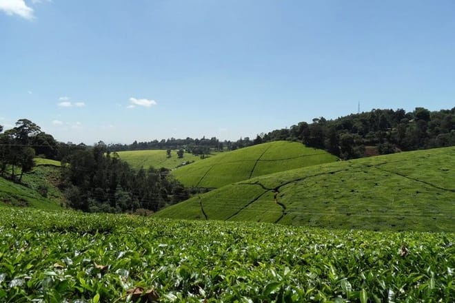Private Day Trip to Kiambethu Tea Farm in Limuru from Nairobi 9