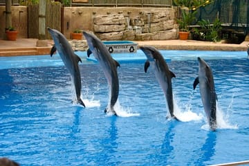 Dubai Dolphinarium Interactive Show at Creek Park