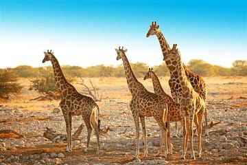 3Day Small Group Masai Mara Safari Tour