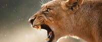 Soweto and Lion Park Tour 2
