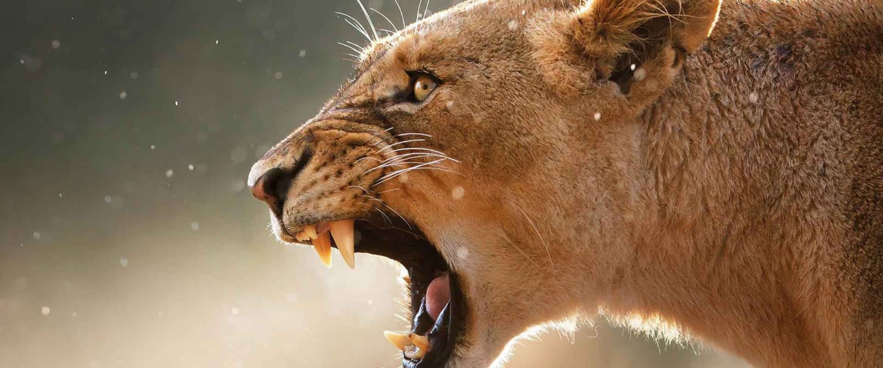 Soweto and Lion Park Tour 2