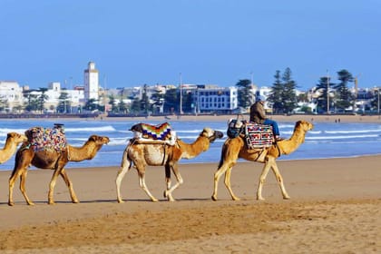 Small-group Day Trip to Essaouira from Marrakech
