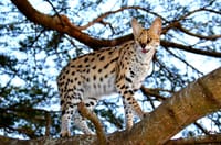 ST Lucia ISimangaliso Boat Safari and Emdoneni Wildcat Day Tour 3