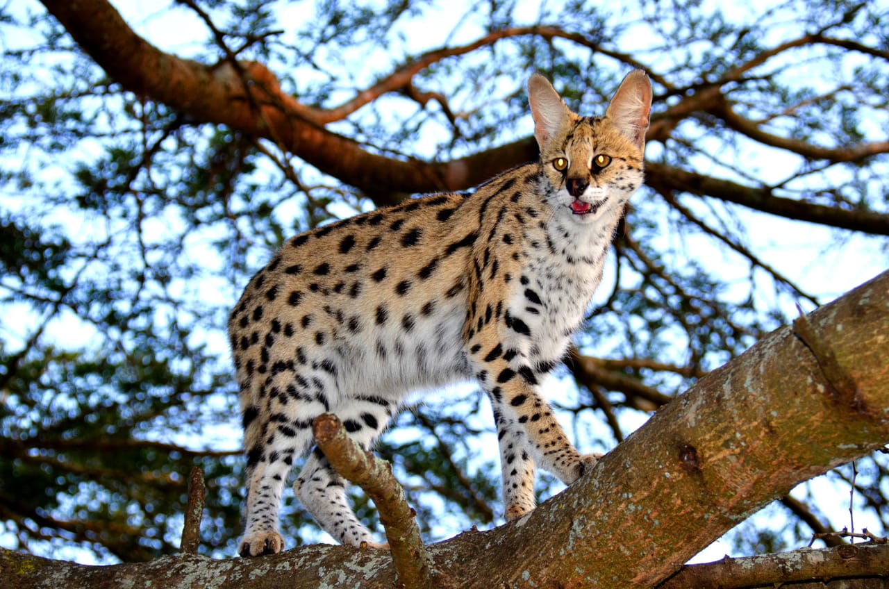ST Lucia ISimangaliso Boat Safari and Emdoneni Wildcat Day Tour 3