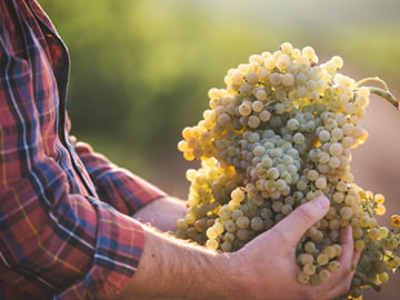 From Cordoba: Lunch in wineyard and wine tasting