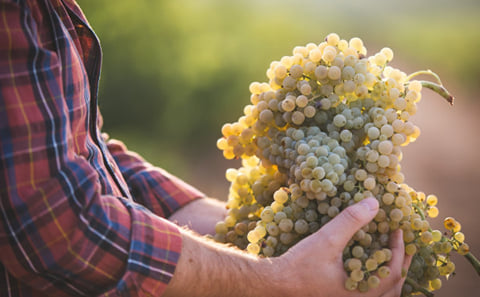 From Cordoba: Lunch in wineyard and wine tasting