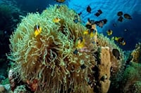 Full Day Coral Garden Snorkeling &amp; Diving with Lunch : Marsa Alam