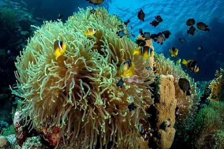 Full Day Coral Garden Snorkeling & Diving with Lunch : Marsa Alam