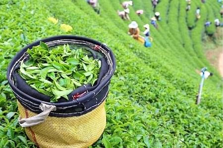Bogor Puncak "Tea Plant & Paragliding" Interactive Private Driver