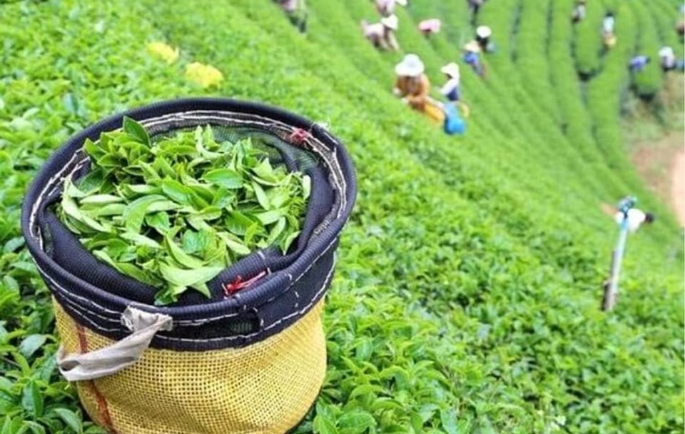 Bogor Puncak “Tea Plant & Paragliding” Interactive Private Driver