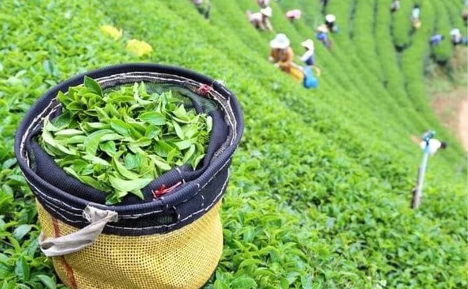 Bogor Puncak Tea Plantation Tour with Paragliding Experience
