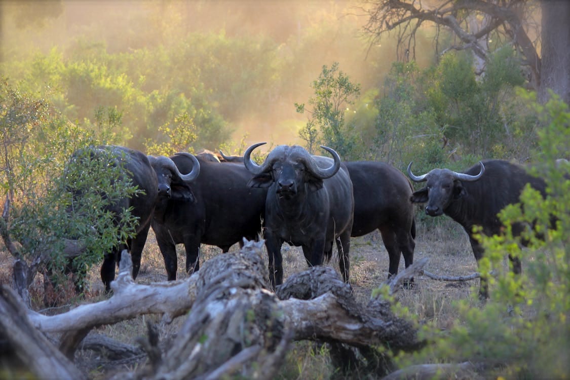 Wildlife at Masai Mara