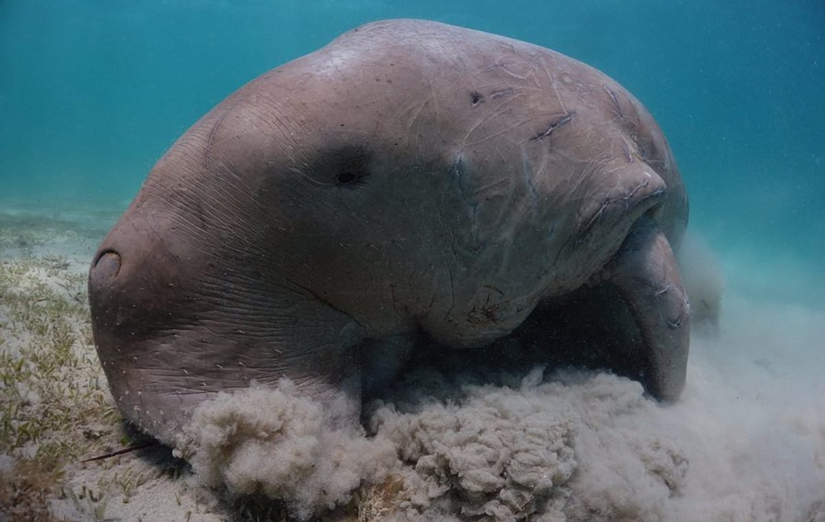 Adventure and Cultural Exploration in Marsa Alam, Egypt