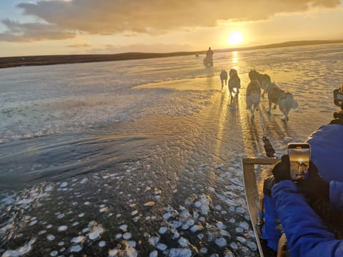 Dog Sledding and Goðafoss experience from Akureyri, photo 5