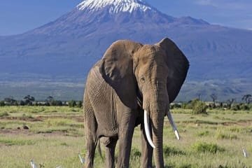 2-Day Amboseli Safari from Nairobi with Wildlife Viewing
